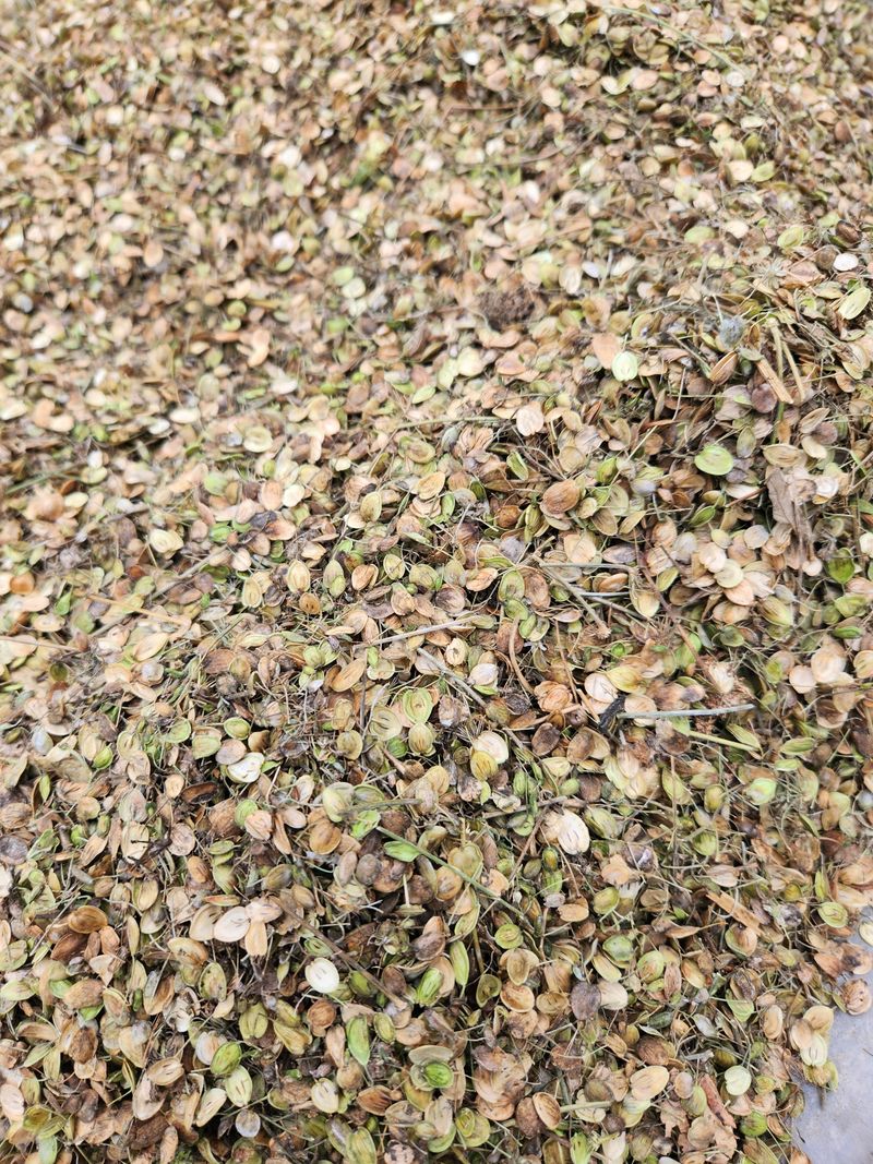 장터 상품 [어수리나물 씨앗 1되] 썸네일