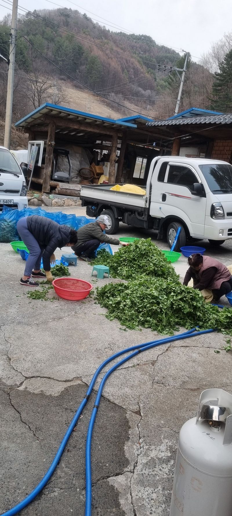 윤미선(농경채인증님의 장터 판매 상품 [어수리나물 씨앗 1되] 첨부 사진