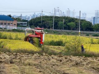 전주치유농정명숙님의 벼 · 영농일지 작성글 사진