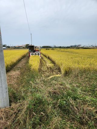 전주치유농정명숙님의 벼 · 영농일지 작성글 사진