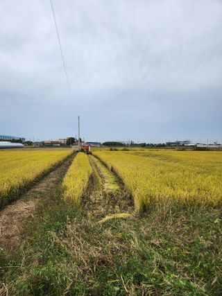 전주치유농정명숙님의 벼 · 영농일지 작성글 사진