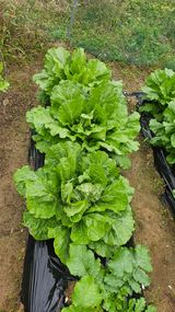 팜모닝 자유주제·사진전 게시글 이미지