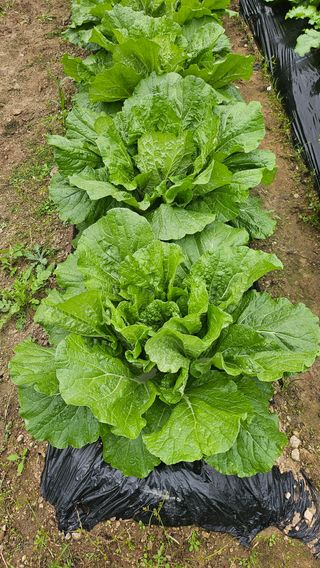 이원복님의 자유주제 · 사진전 작성글 사진