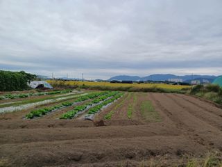 귀염이님의 배추 · 영농일지 작성글 사진