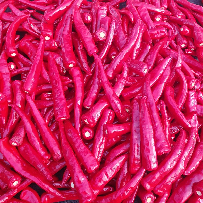 인생은 소풍처럼님의 장터 판매 상품 [반태양초 5kg마감] 첨부 사진