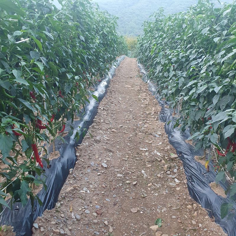 인생은 소풍처럼님의 장터 판매 상품 [반태양초 5kg마감] 첨부 사진