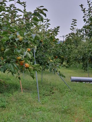 서선옥님의 감 · 영농일지 작성글 사진