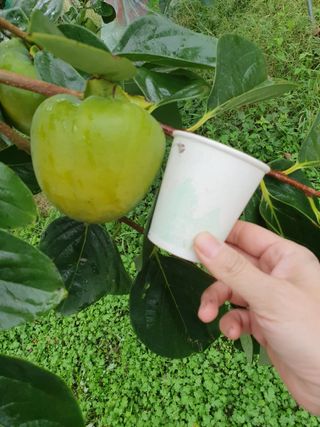 서선옥님의 감 · 영농일지 작성글 사진