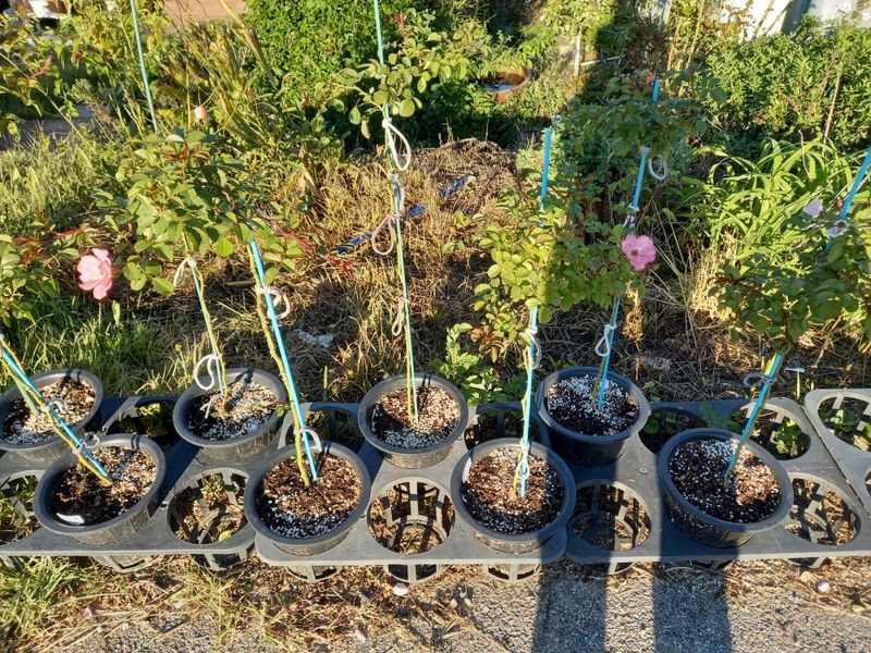 장터 상품 [웨딩찔레] 썸네일