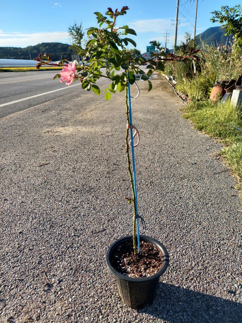 박정미님의 장터 판매 상품 [웨딩찔레] 첨부 사진