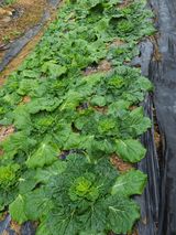 팜모닝 배추·병해충상담 게시글 이미지