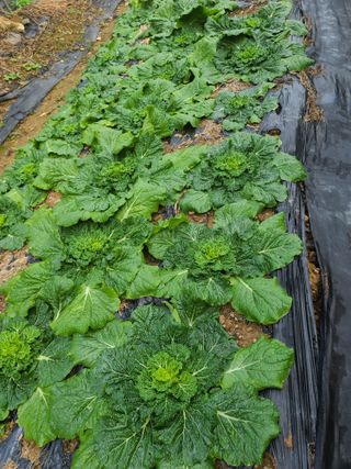 도치맘님의 배추 · 병해충상담 작성글 사진