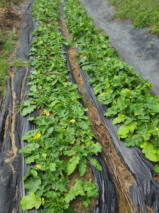 도치맘님의 배추 · 병해충상담 작성글 사진