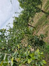 팜모닝 기타작물·영농일지 게시글 이미지