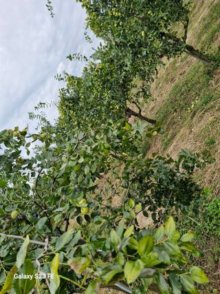 (김영준)쉐프님의 기타작물 · 영농일지 작성글 사진