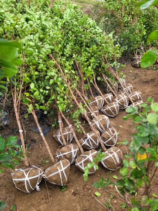 상근농원김덕주님의 기타작물 · 영농일지 작성글 사진