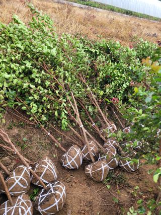 상근농원김덕주님의 기타작물 · 영농일지 작성글 사진