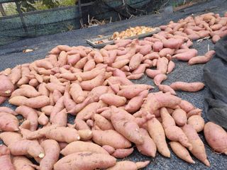 김영례님의 고구마 · 영농일지 작성글 사진