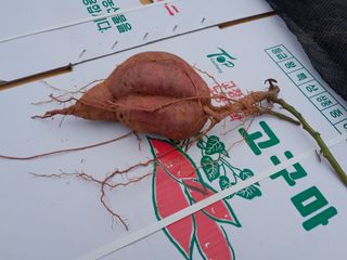 김영례님의 고구마 · 영농일지 작성글 사진