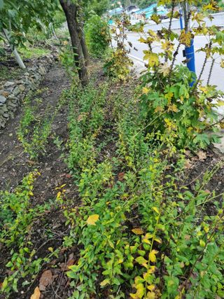 김용대님의 자유주제 · 자유게시판 작성글 사진