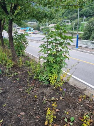 김용대님의 자유주제 · 자유게시판 작성글 사진