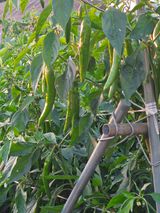 팜모닝 고추·영농일지 게시글 이미지