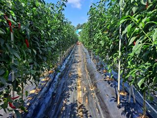 이정자님의 고추 · 영농일지 작성글 사진