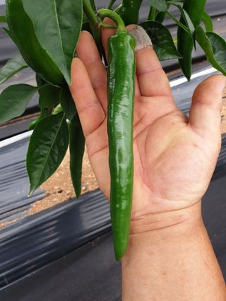 이정자님의 고추 · 영농일지 작성글 사진