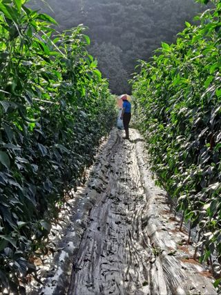 이정자님의 고추 · 영농일지 작성글 사진