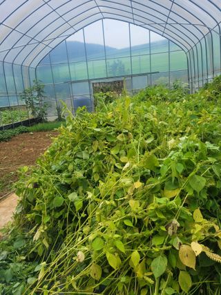 원탑님의 10월 내 농작물 자랑하기 · 참여글 작성글 사진