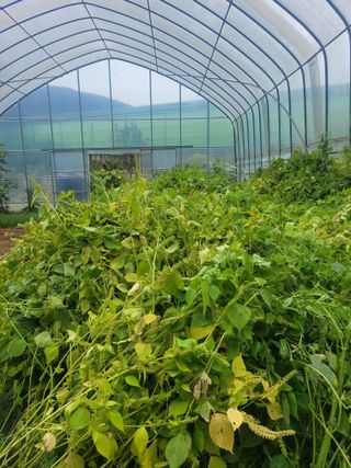 원탑님의 10월 내 농작물 자랑하기 · 참여글 작성글 사진