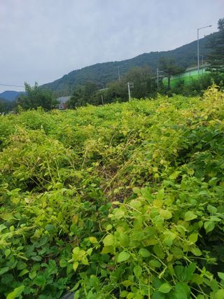 원탑님의 10월 내 농작물 자랑하기 · 참여글 작성글 사진