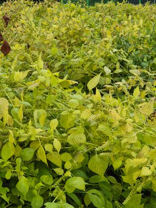 참깨10143님의 자유주제 · 자유게시판 작성글 사진