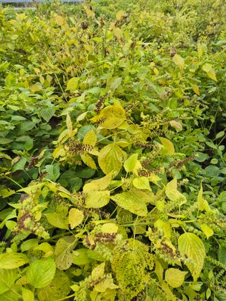 참깨10143님의 자유주제 · 자유게시판 작성글 사진