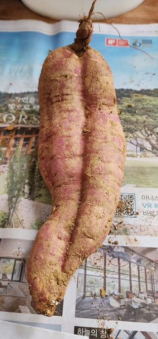 이희연님의 🍠고구마 농협 수매가 아시나요? · 참여글 작성글 사진