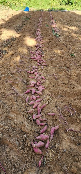 이희연님의 🍠고구마 농협 수매가 아시나요? · 참여글 작성글 사진