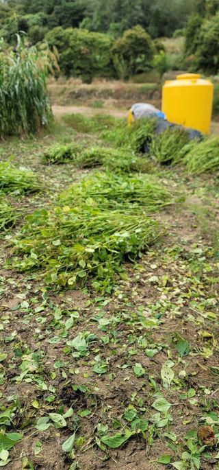 열정님의 10월 내 농작물 자랑하기 · 참여글 작성글 사진