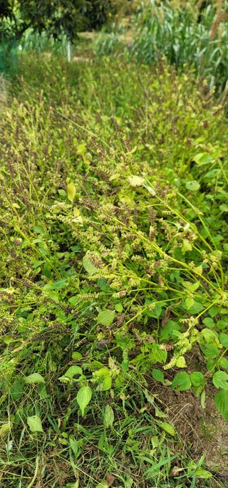 열정님의 10월 내 농작물 자랑하기 · 참여글 작성글 사진