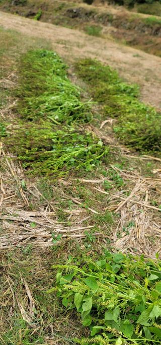 열정님의 10월 내 농작물 자랑하기 · 참여글 작성글 사진