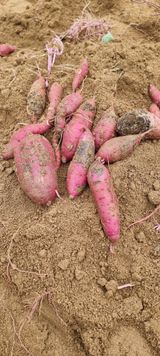 팜모닝 자유주제·자유게시판 게시글 이미지