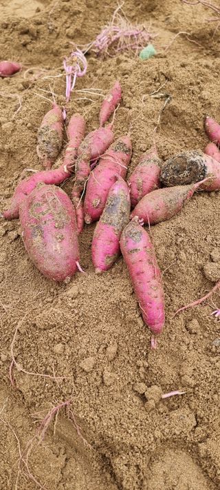 김길수님의 자유주제 · 자유게시판 작성글 사진