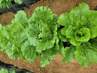 윤병주님의 자유주제 · 자유게시판 작성글 사진