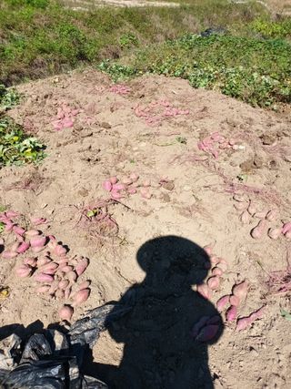 이상근 님의 고구마 · 영농일지 작성글 사진