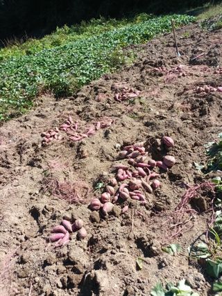 이상근 님의 고구마 · 영농일지 작성글 사진