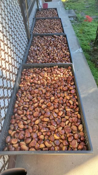 권혜전님의 10월 내 농작물 자랑하기 · 참여글 작성글 사진