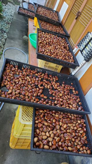 권혜전님의 10월 내 농작물 자랑하기 · 참여글 작성글 사진