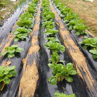 알 수 없음님의 자유주제 · 자유게시판 작성글 사진