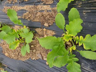 흰민들레님의 배추 · 병해충상담 작성글 사진