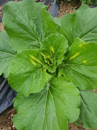 흰민들레님의 배추 · 병해충상담 작성글 사진