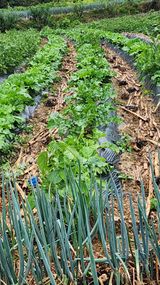 팜모닝 자유주제·자유게시판 게시글 이미지